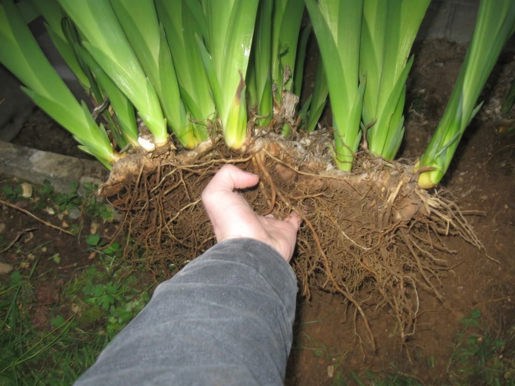 Iris root rot Success with Iris begins with good hygiene iGrowHort